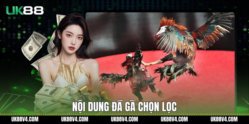 Đá Gà UK88 - Trải Nghiệm Theo Dõi Ổn Định, Rõ Ràng Nội dung đá gà chọn lọc